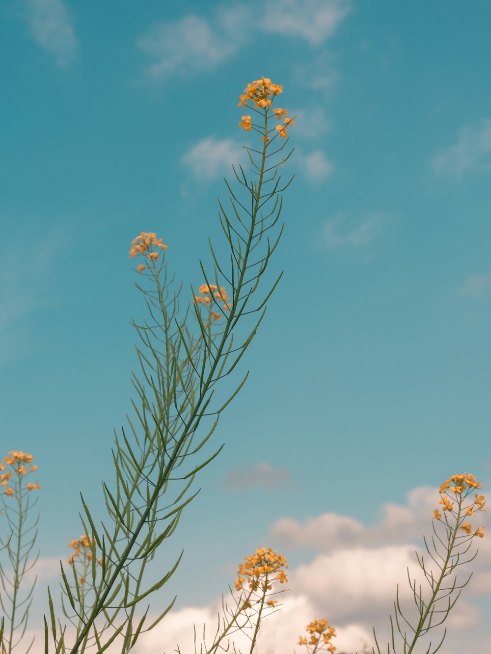 yellow flowers under blue sky during daytime