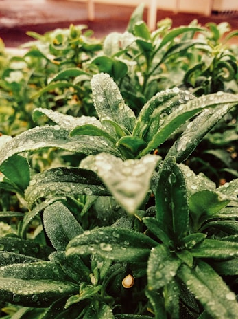 Close-up of hands holding vibrant medicinal plants with dew drops.