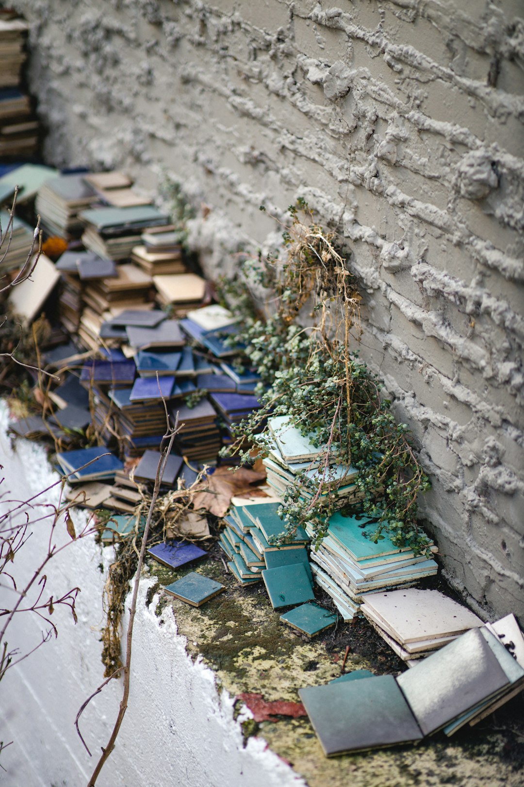 green plant on gray concrete wall