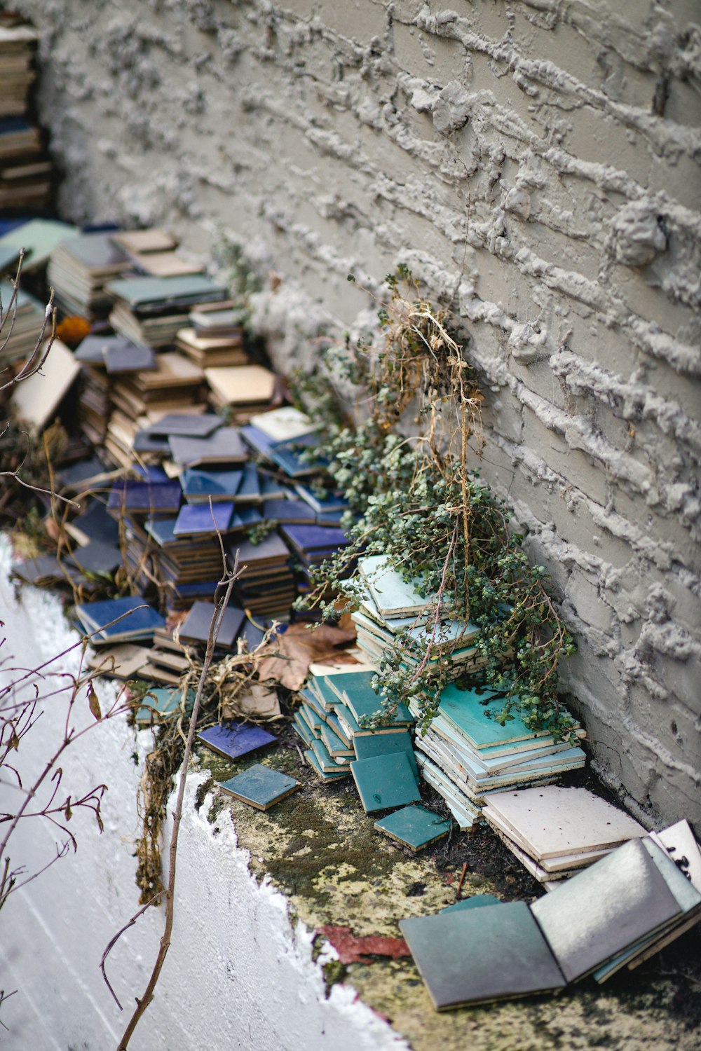 green plant on gray concrete wall