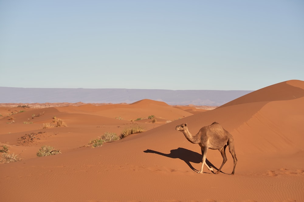 brown camel on desert during daytime