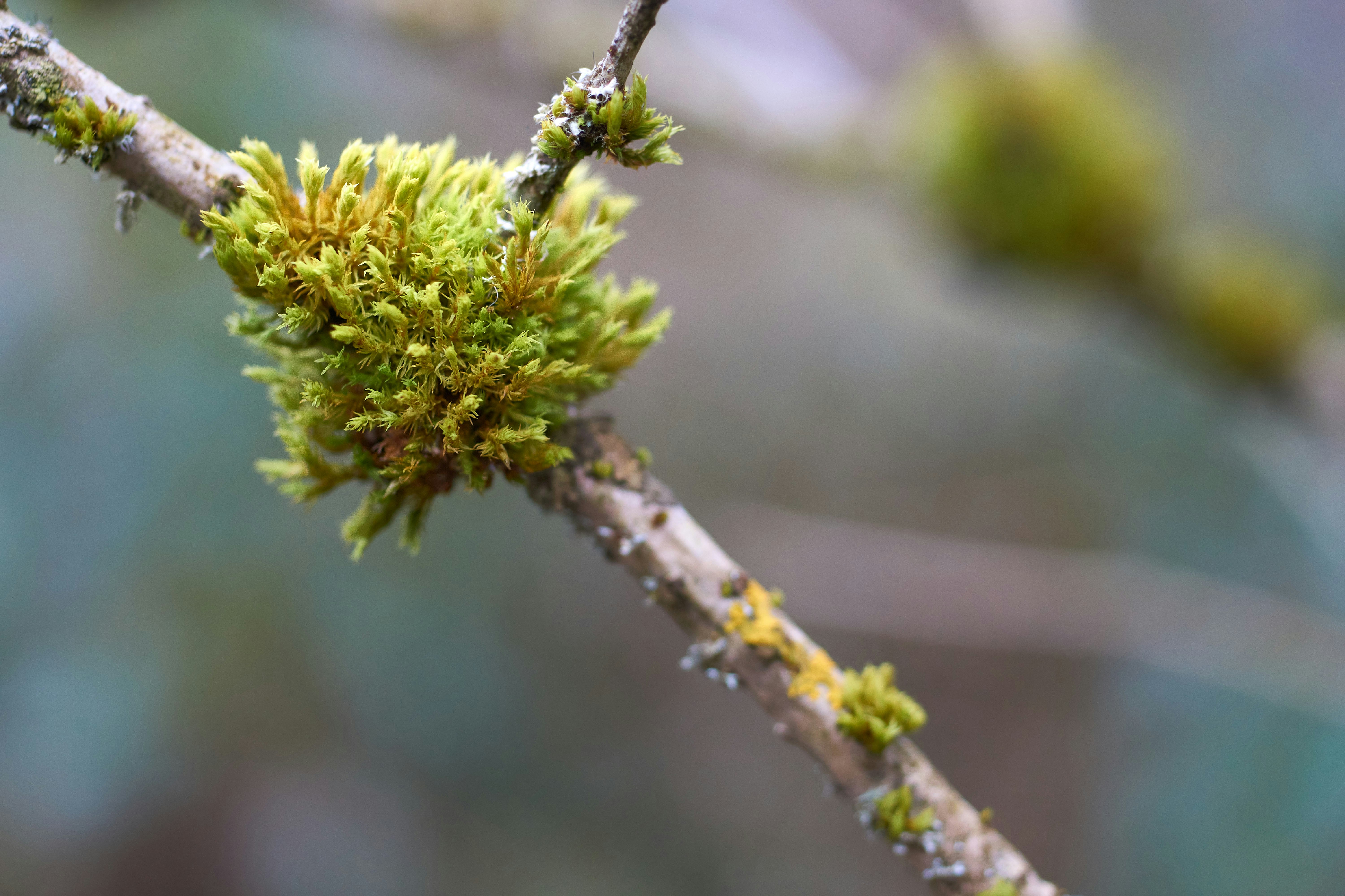 Photo by wolfgang_hasselmann