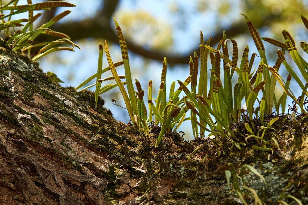 green plant on brown rock