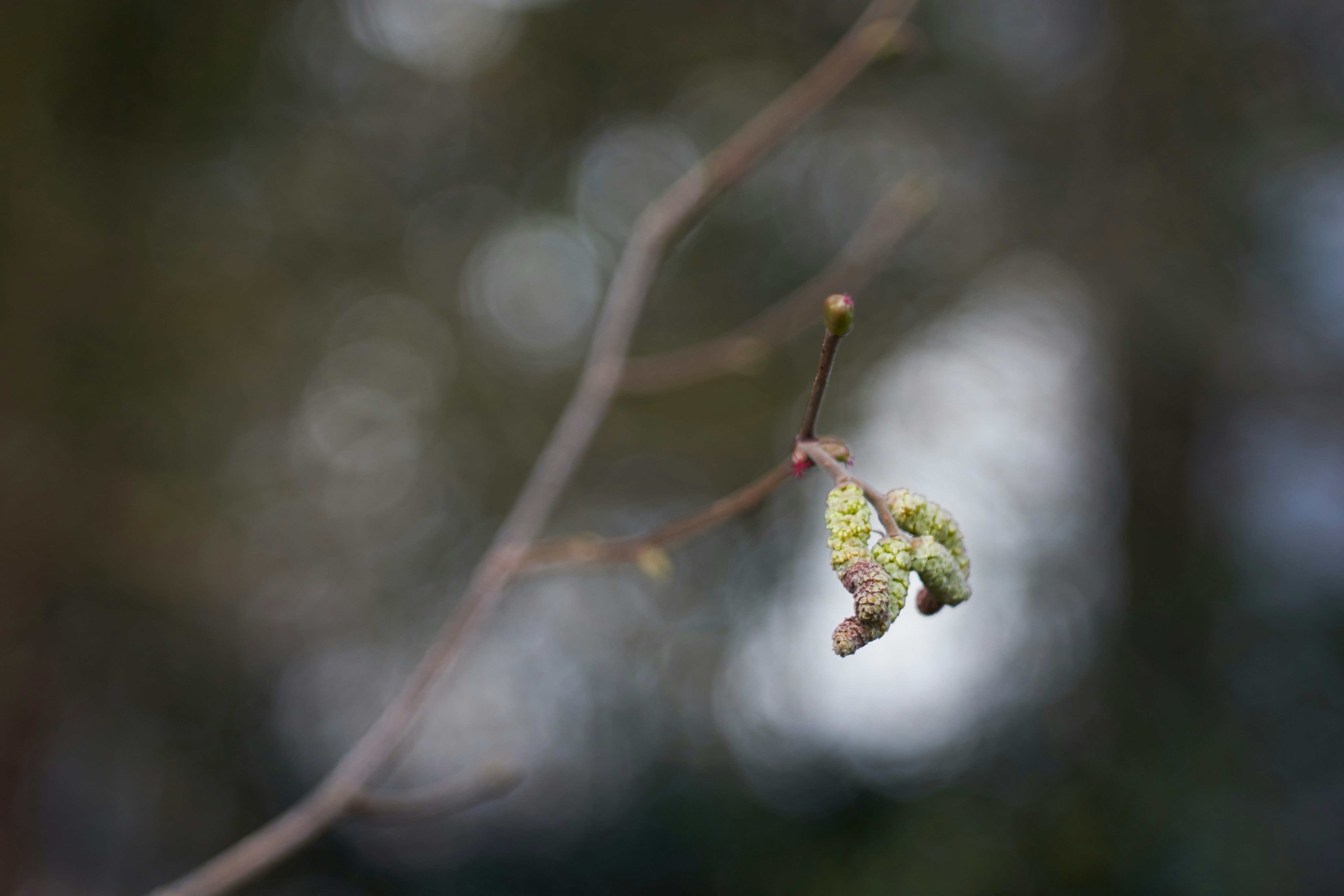 Photo by wolfgang_hasselmann