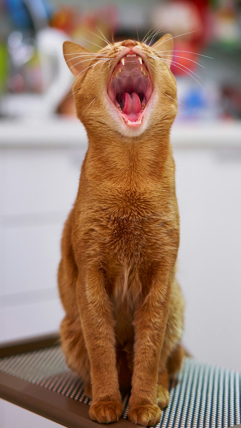 gato atigrado naranja sobre mesa blanca