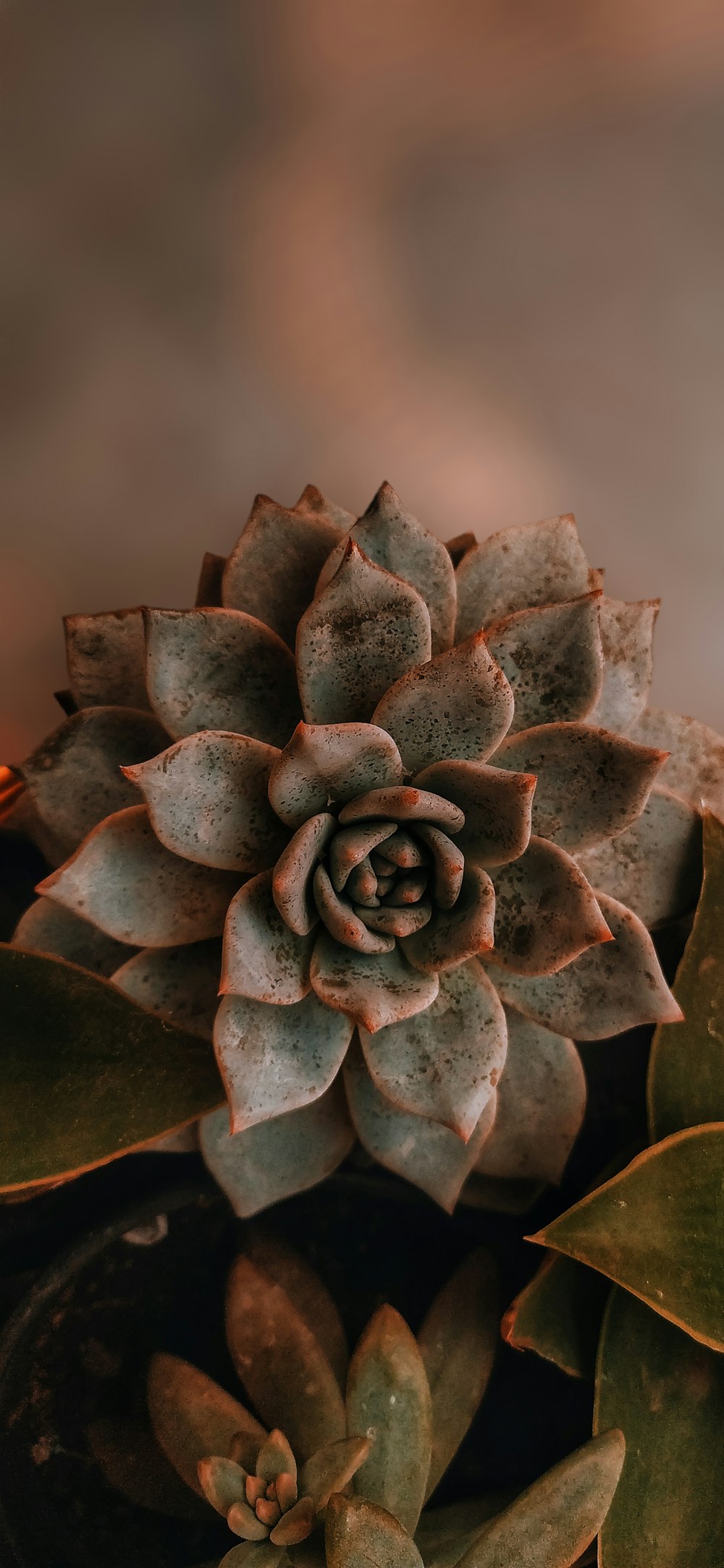 brown and red succulent plant