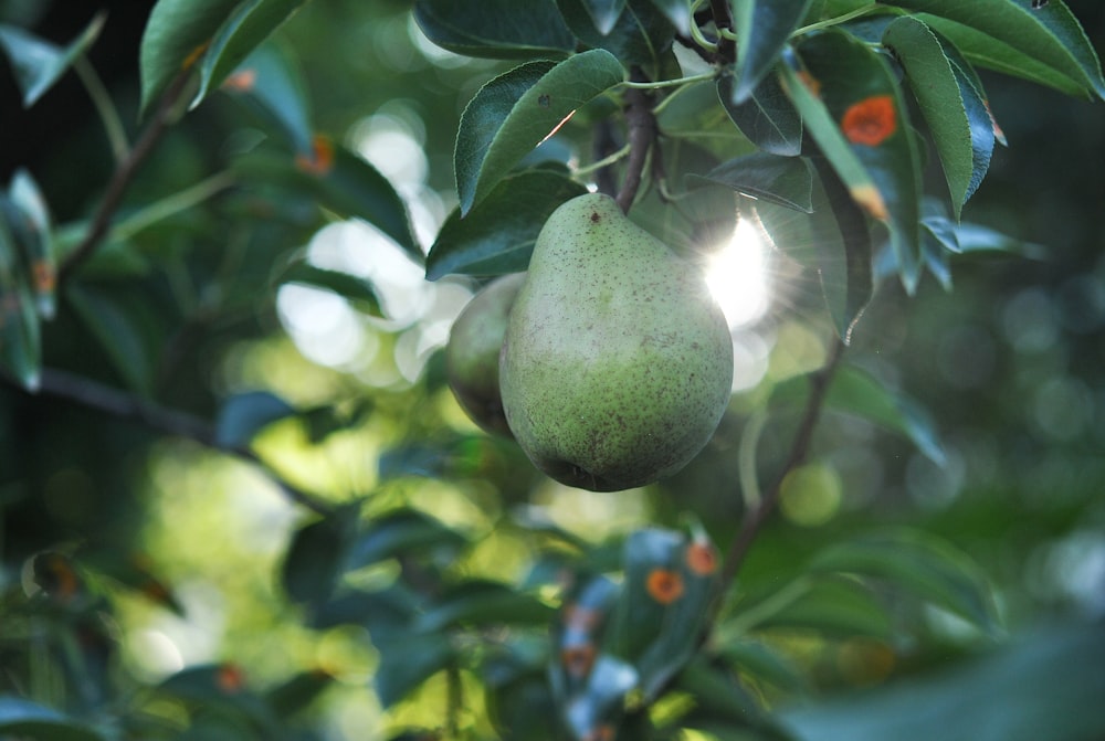 green fruit on tree during daytime