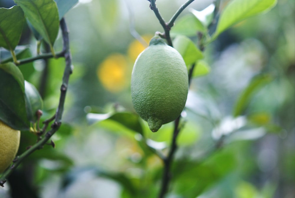 yellow lemon fruit in tilt shift lens