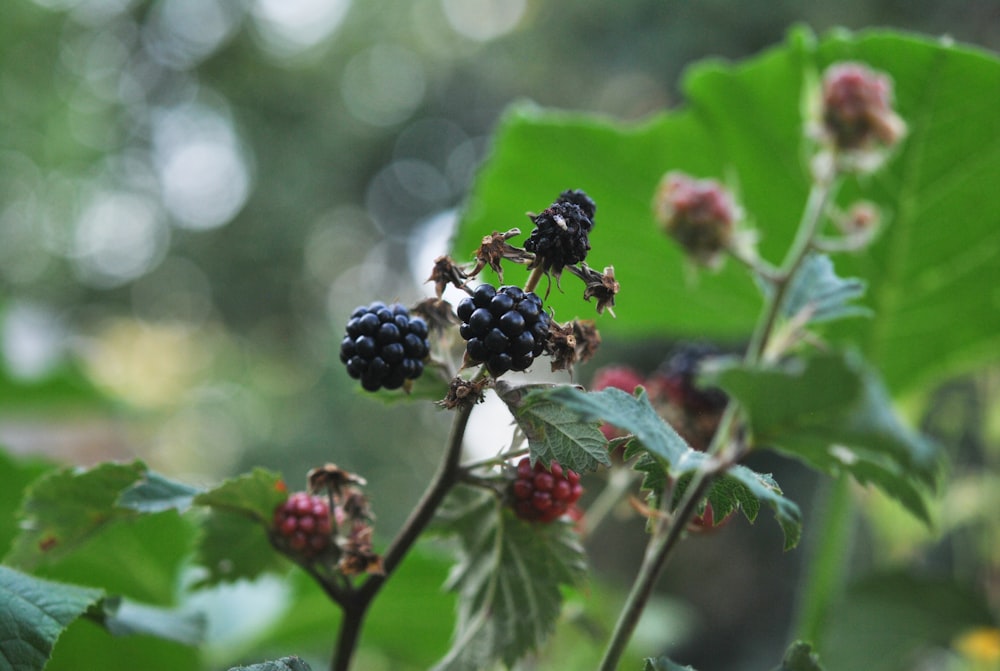 black round fruits in tilt shift lens