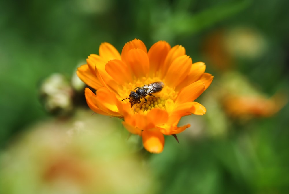 black and yellow bee on yellow flower