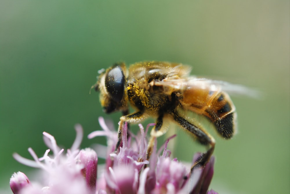 honeybee perched on purple flower in close up photography during daytime