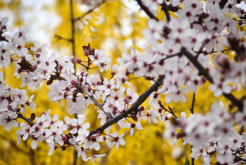 white cherry blossom in bloom during daytime