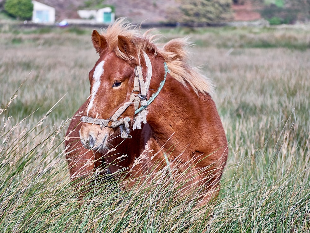 brown horse on green grass field during daytime