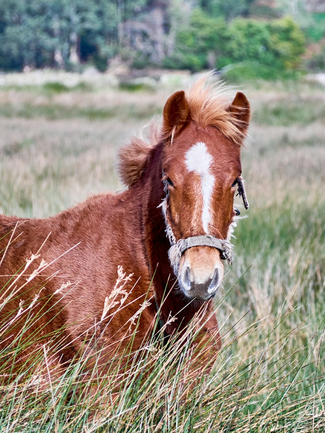 brown horse on green grass field during daytime