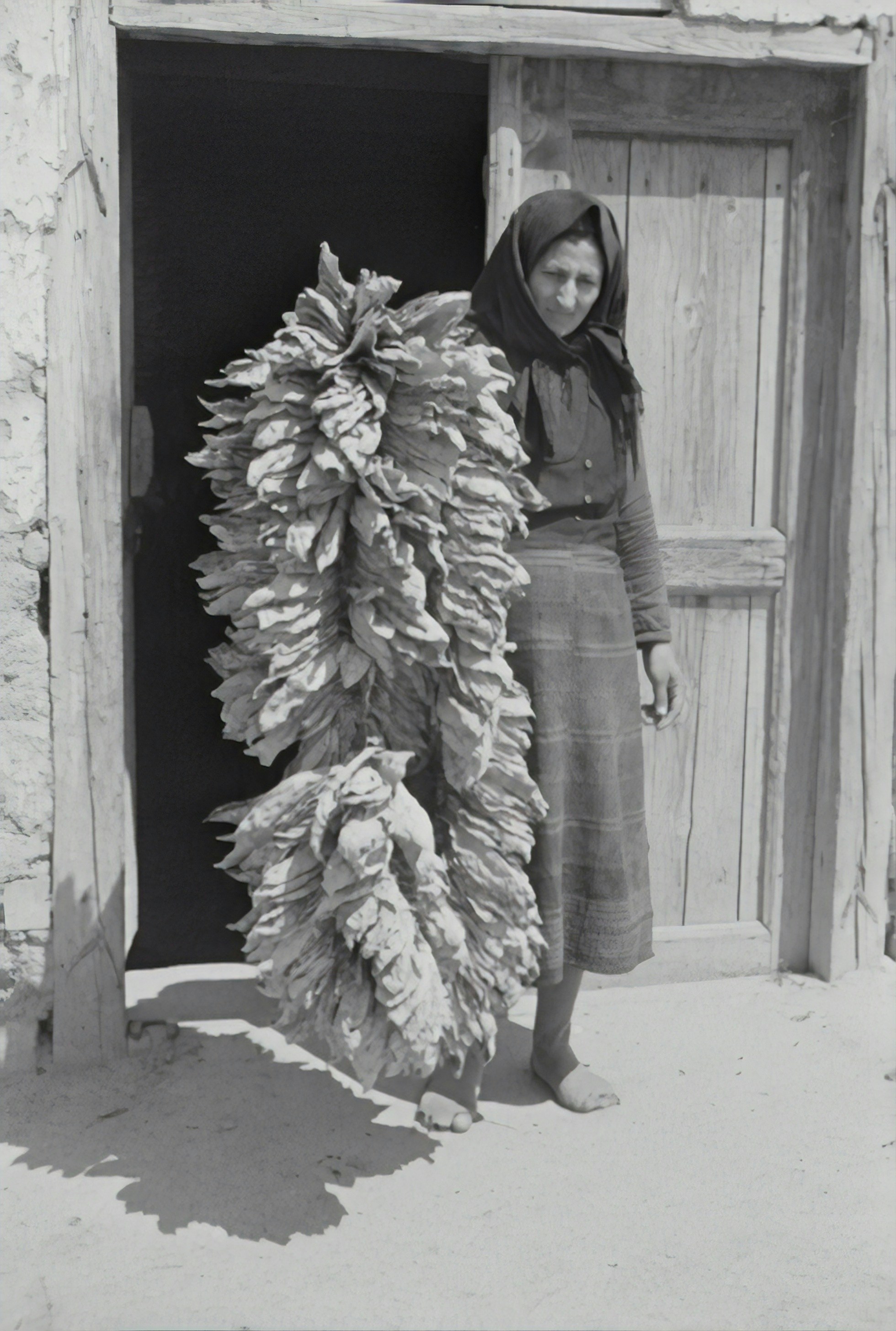 Stein plant: tobacco leaves. 1941
