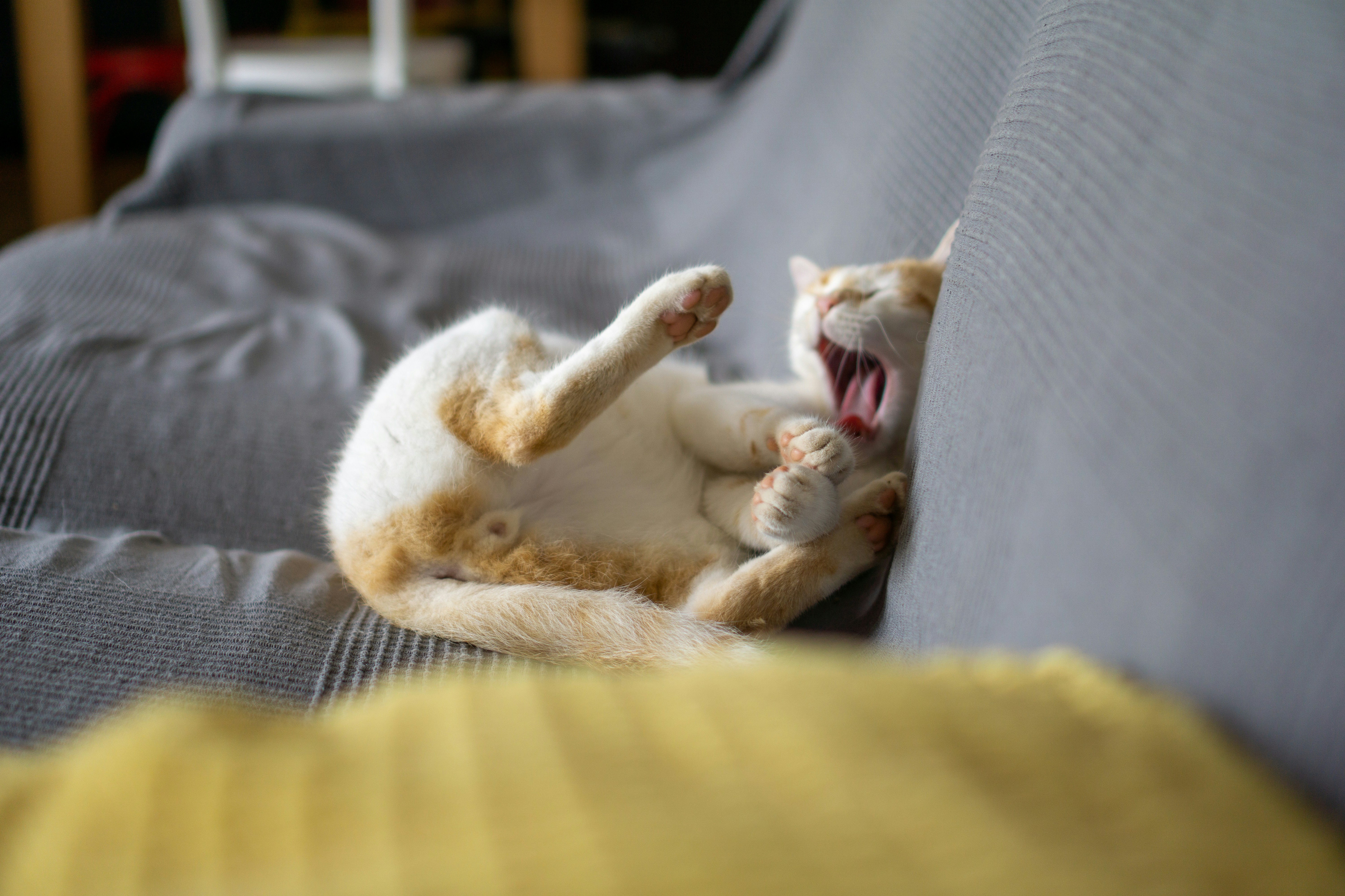 Adaptable Adventurers (image credits: unsplash)