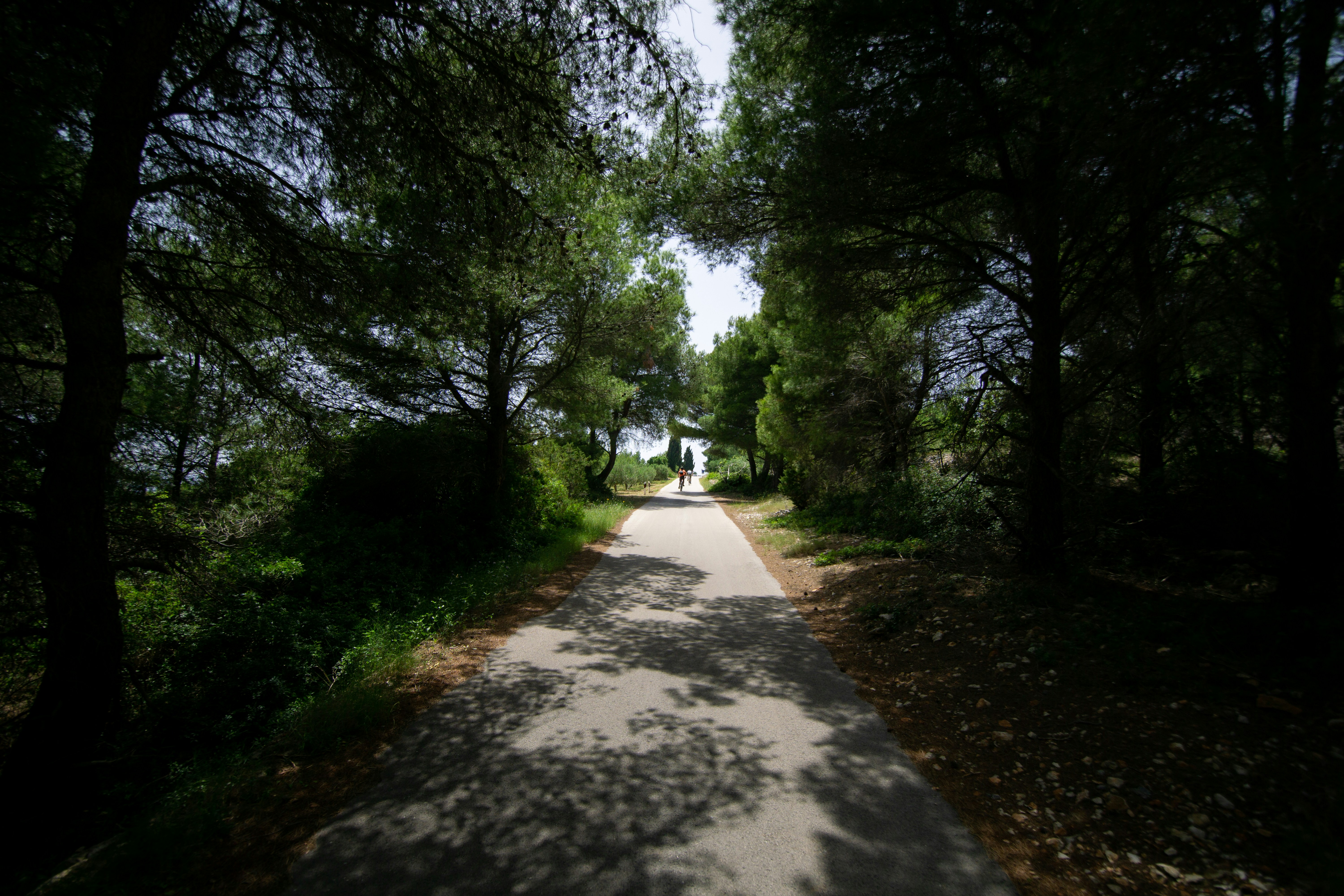 gray concrete road between green trees during daytime