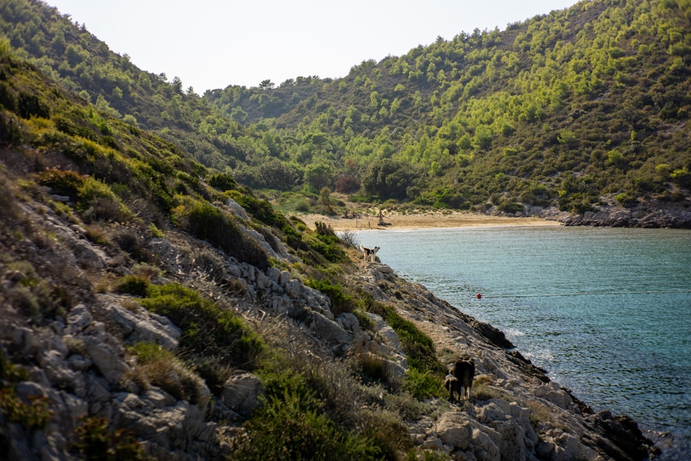 a group of people walking along a rocky shore