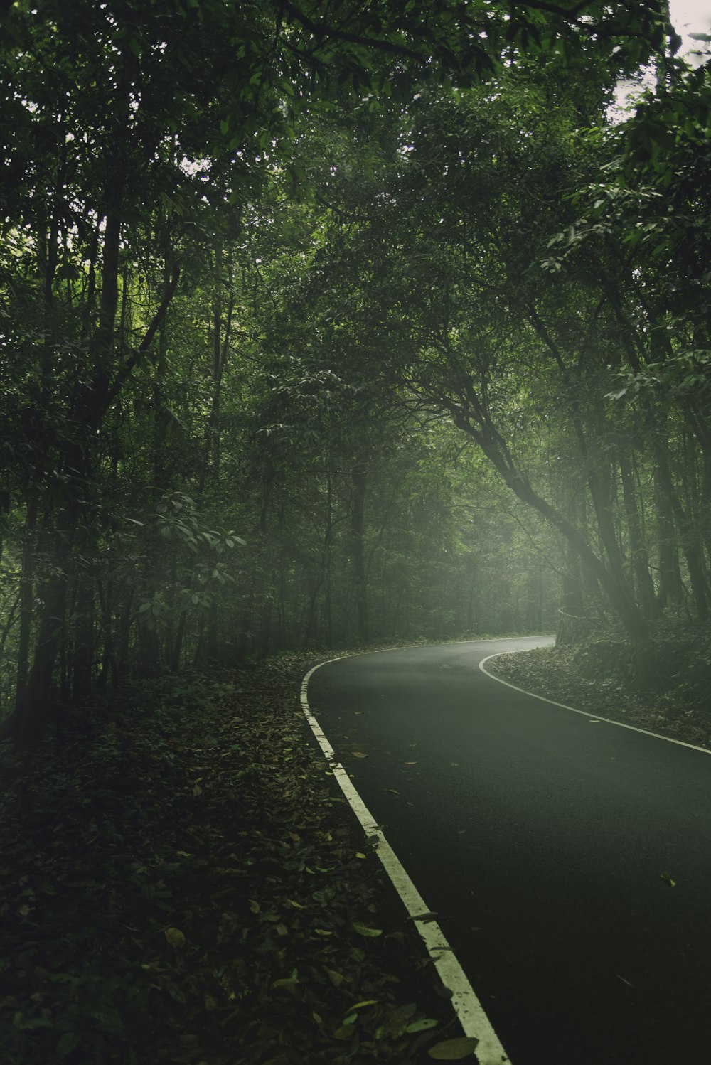 gray concrete road between green trees during daytime