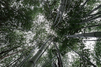 green trees under white sky during daytime