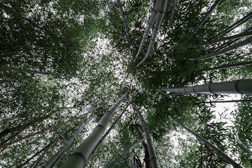 green trees under white sky during daytime