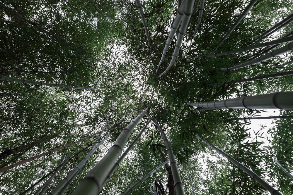 green trees under white sky during daytime