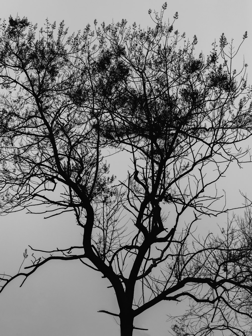 Silueta de árbol desnudo durante el día