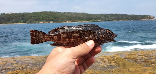 A person holds a dark-colored fish against a backdrop of rocky shore and blue ocean. The fish has a speckled pattern with visible fins and a prominent eye. The background includes the ocean with gentle waves and a tree-covered coastline under a lightly clouded sky.