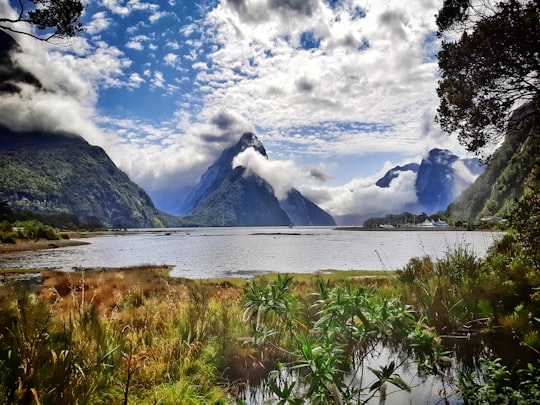 green grass near body of water and mountain under white clouds and blue sky during daytime in Milford Sound New Zealand