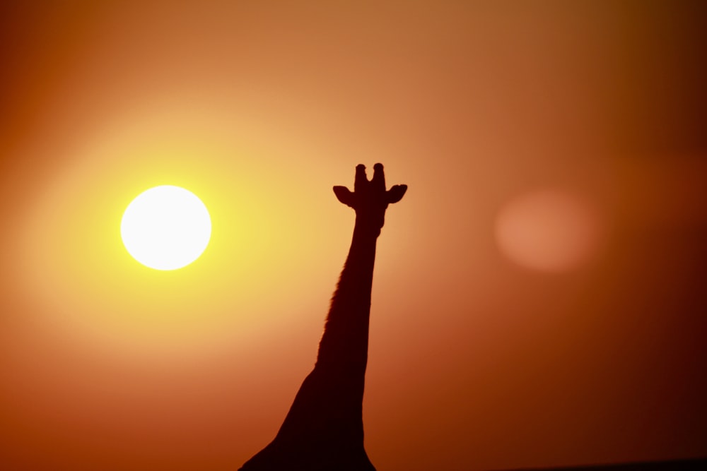 silhouette of person raising right hand during sunset