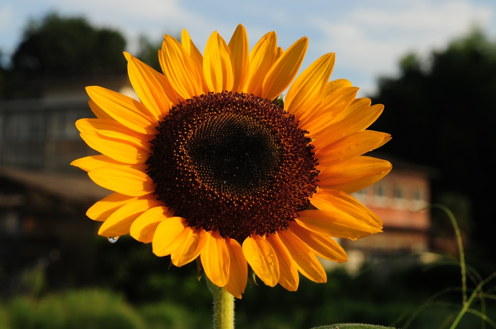 girasole giallo in primo piano fotografia