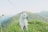A white husky with piercing blue eyes is lying on a lush green hillside. Behind the dog, rolling hills stretch into the distance under a clear sky, creating a serene and natural landscape.
