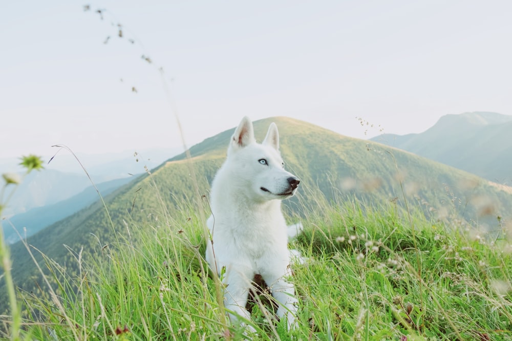 Cachorro de husky siberiano blanco en el campo de hierba verde durante el día