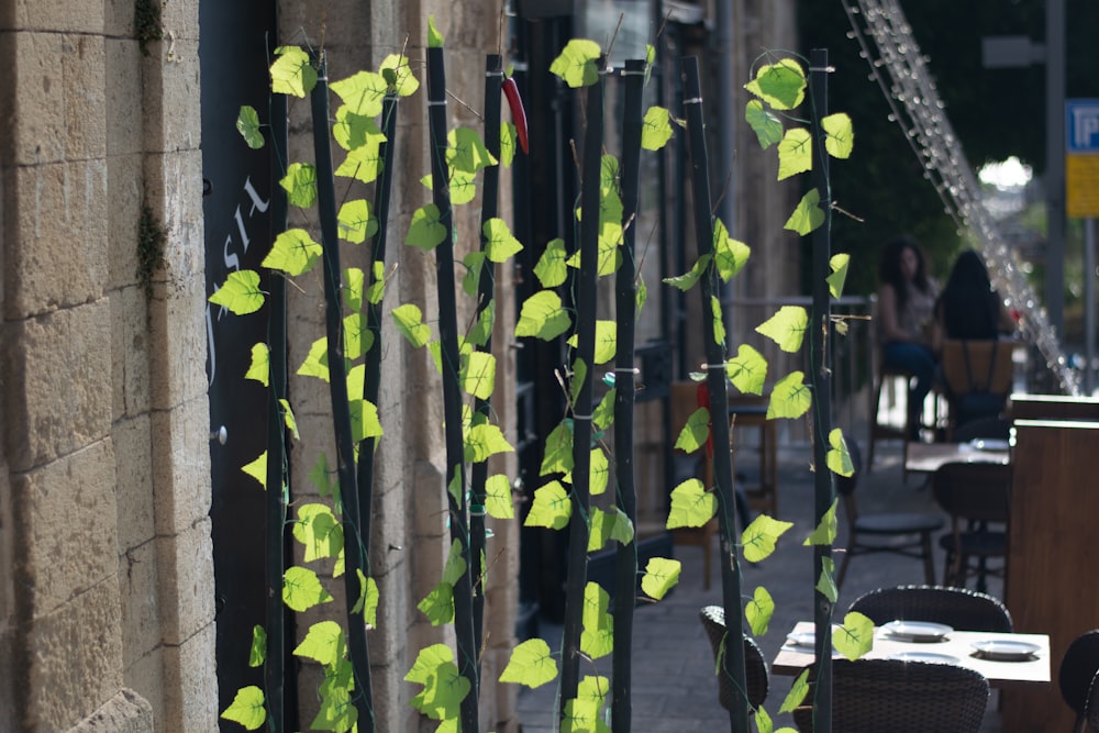 green and yellow bamboo plants