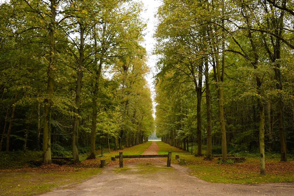 brown pathway between green trees during daytime