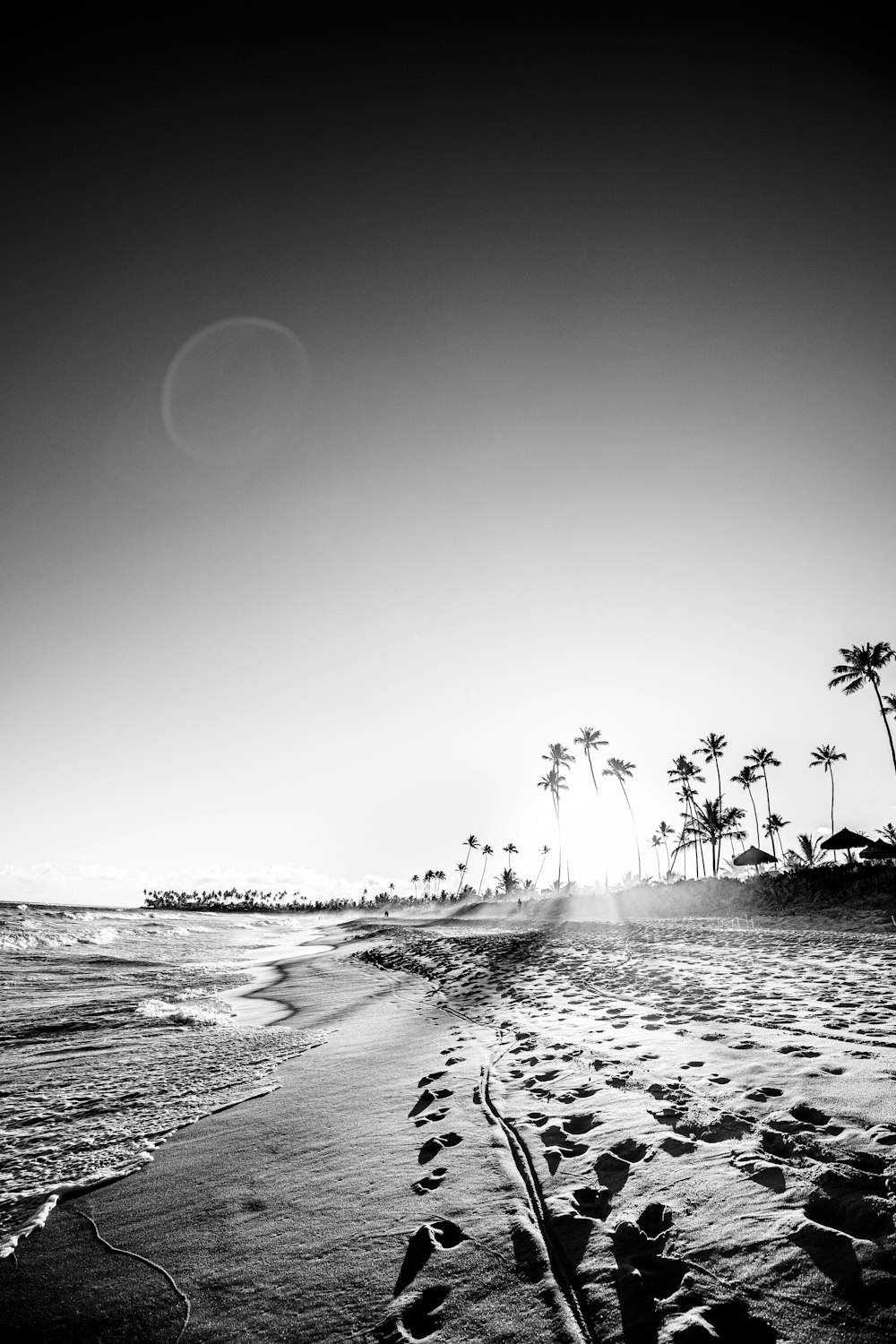 grayscale photo of palm trees on beach