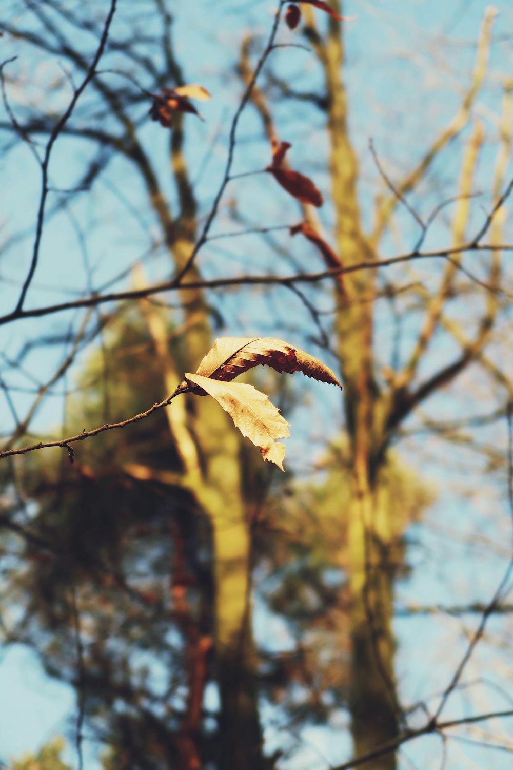 brown dried leaf on brown tree branch during daytime