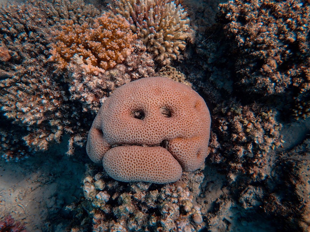 brown coral reef in close up photography