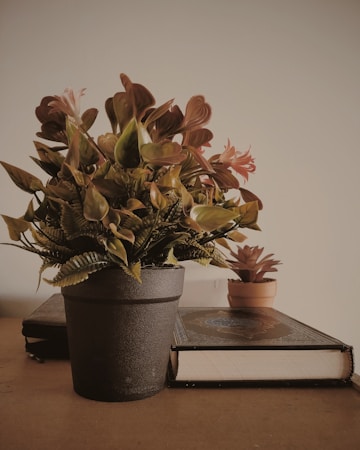 A dark-colored pot holds vibrant green and brown leafy plants with some pink and red flowers. In the background, there is a stack of hardcover books on a wooden surface, with one book partially visible with intricate designs on its cover. Another smaller plant in a terracotta pot sits further back.