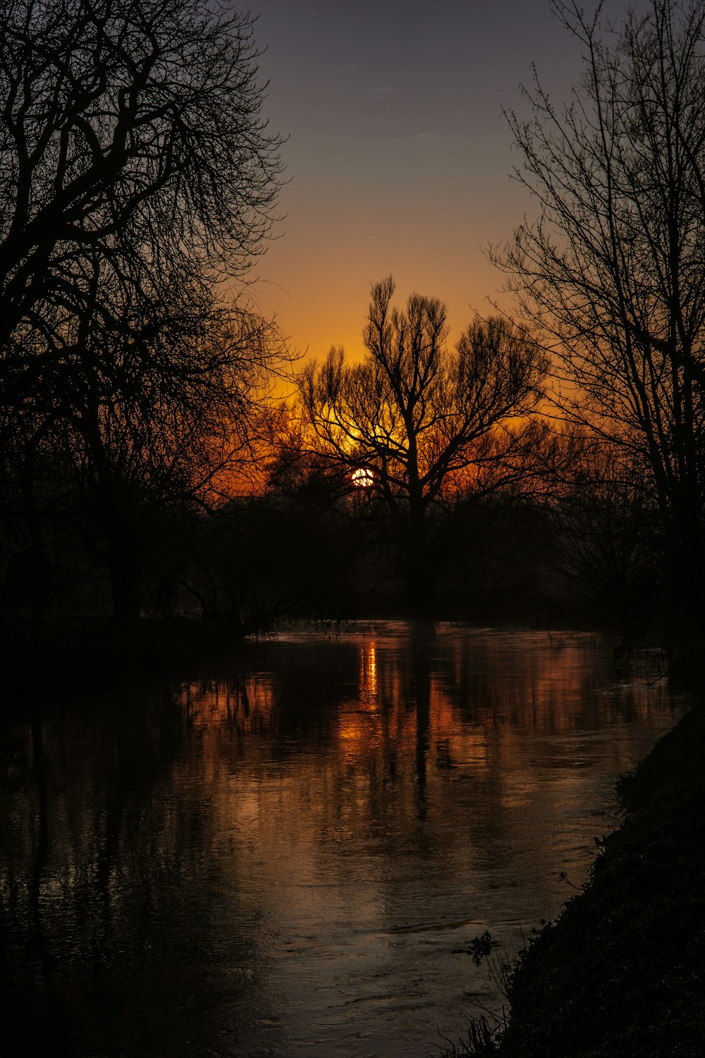 silhouette of trees near body of water during sunset