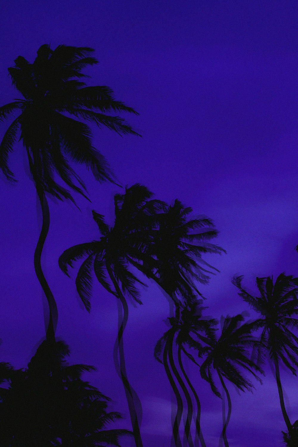 Palmera bajo el cielo púrpura