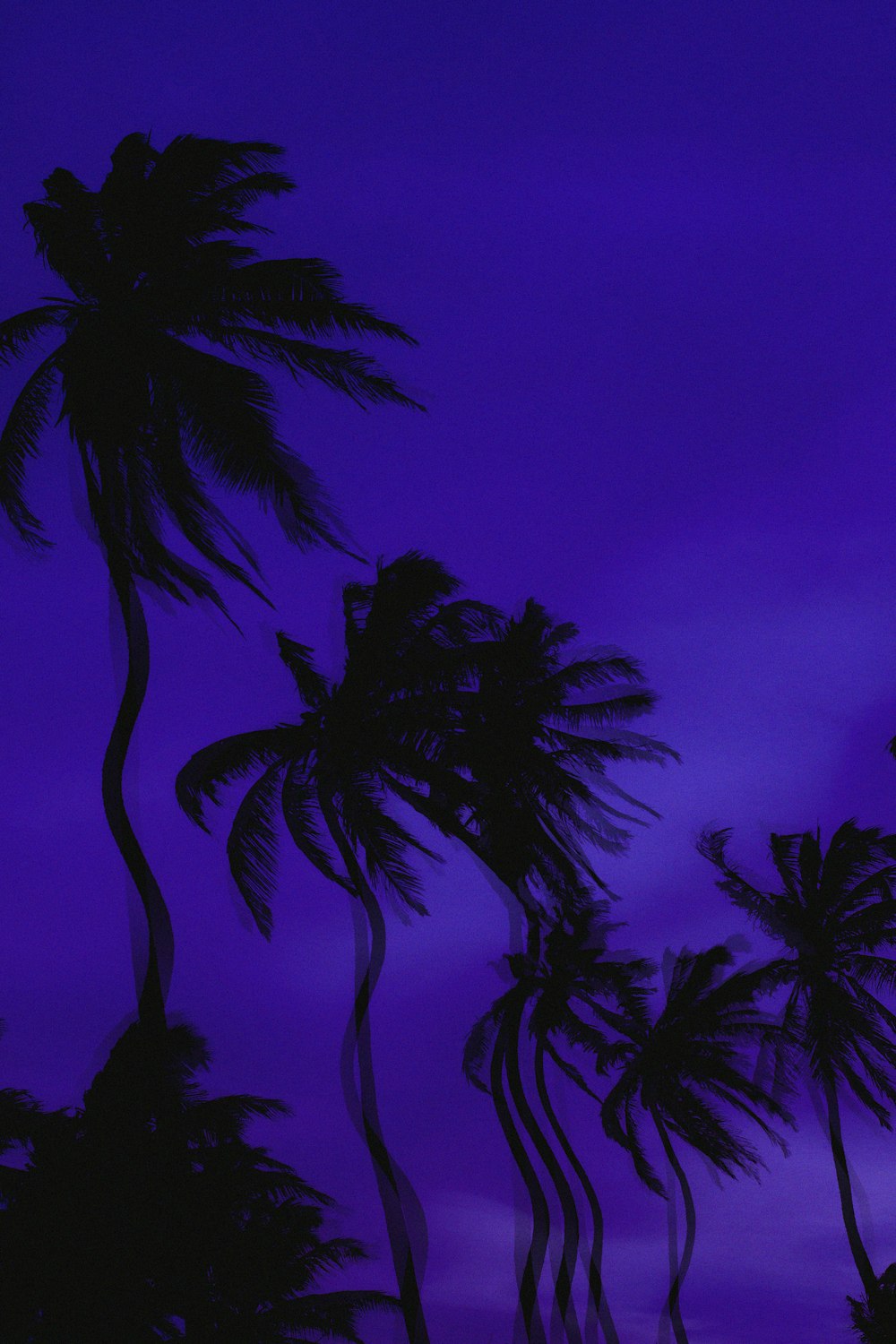 palm tree under purple sky