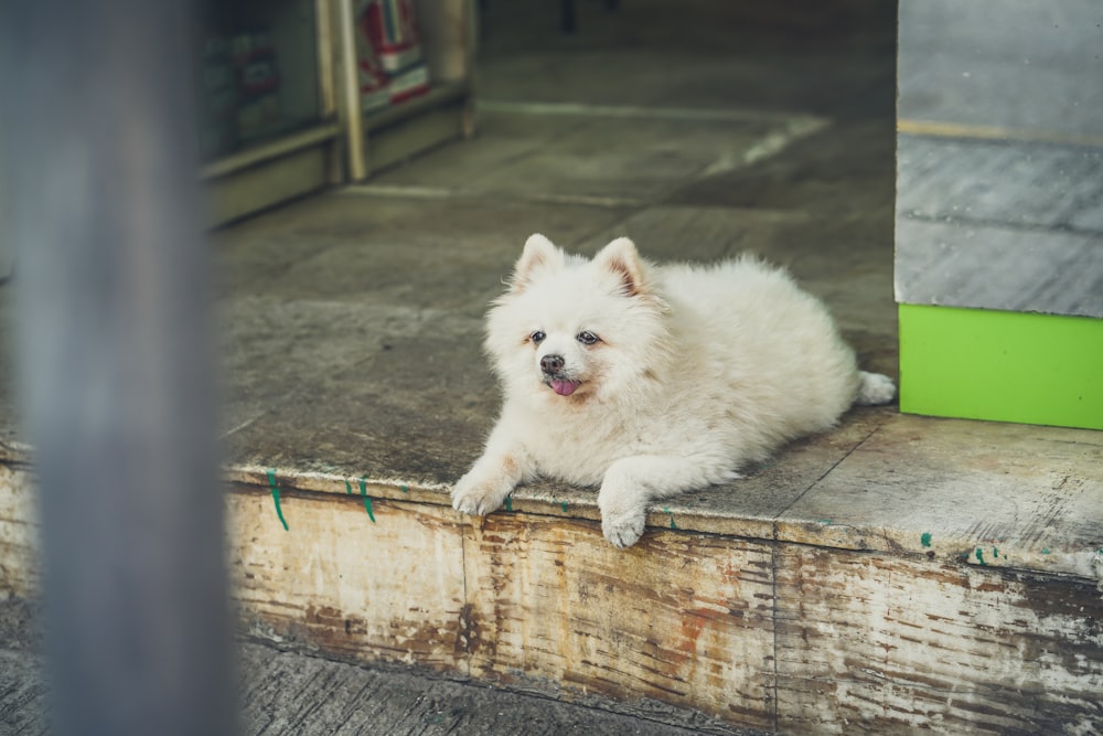 white long coat small dog on brown wooden plank