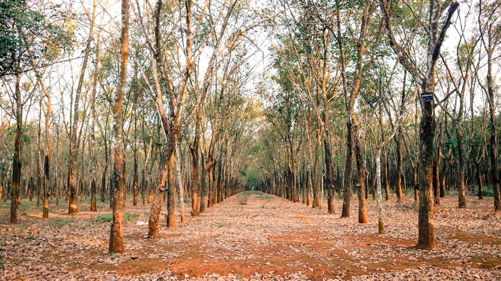 brown dirt road between trees during daytime