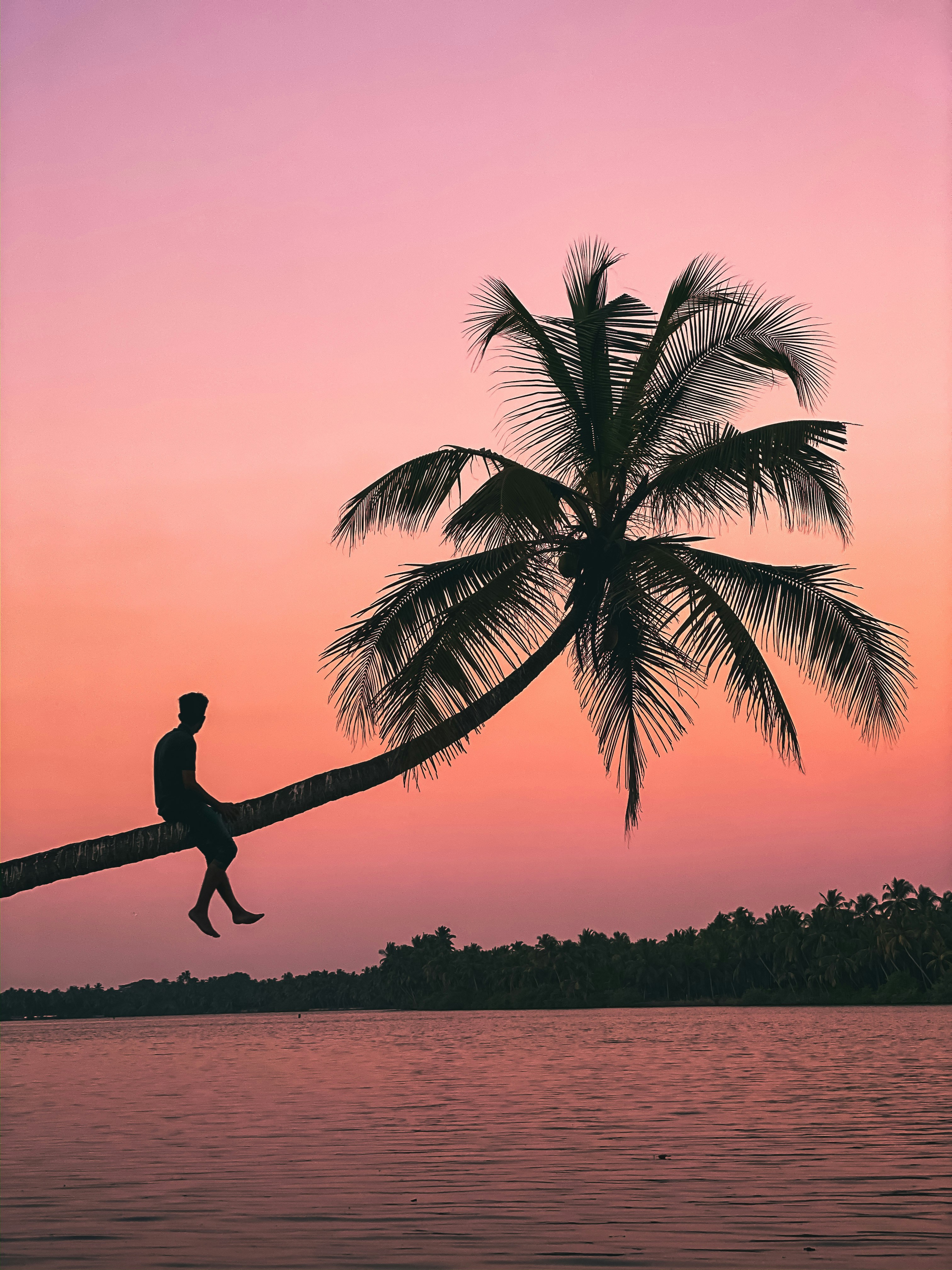 silhouette of man standing on tree branch near body of water during sunset