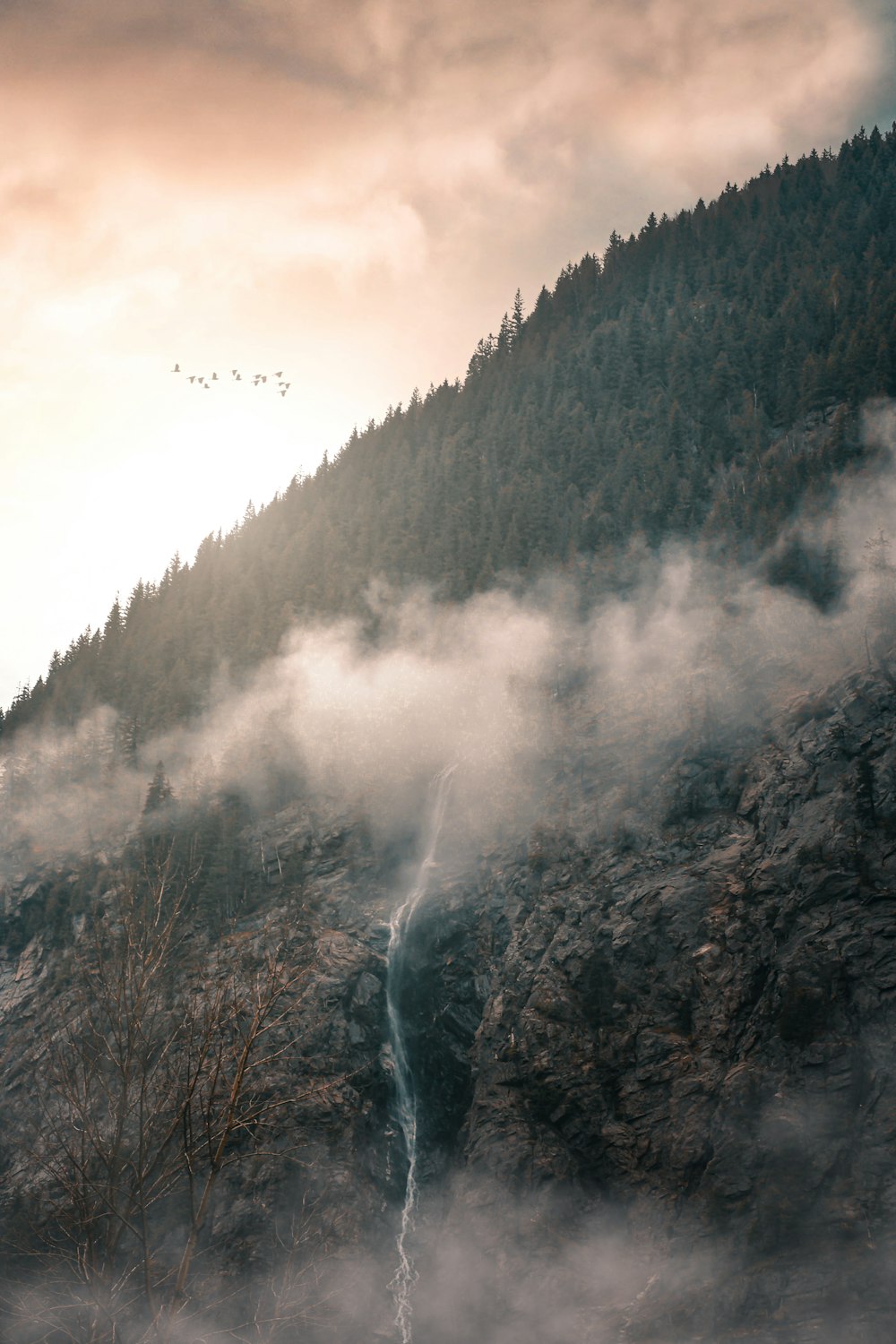 green trees covered with fog during daytime