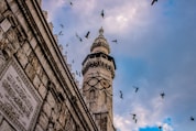 low angle photography of flock of birds flying over the building during daytime