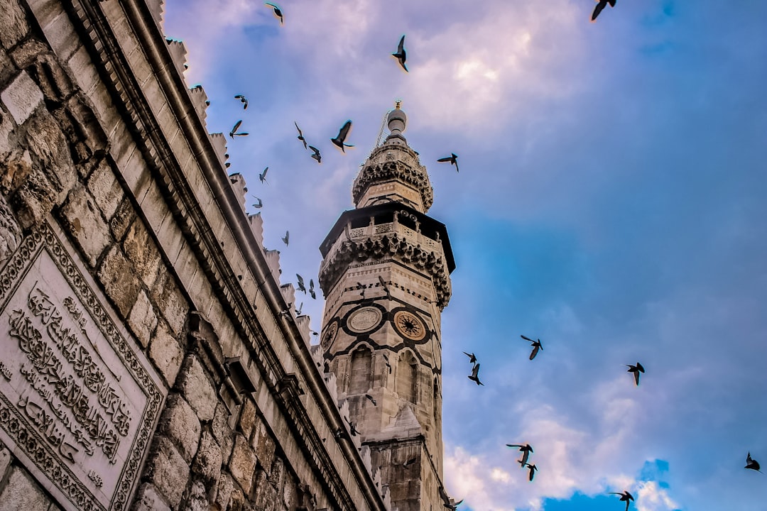 low angle photography of flock of birds flying over the building during daytime