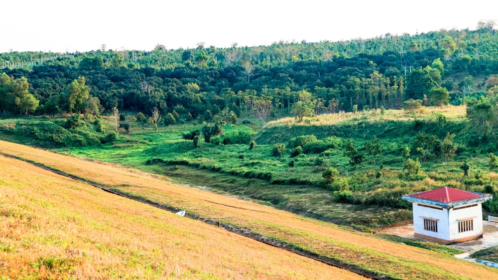 green grass field during daytime