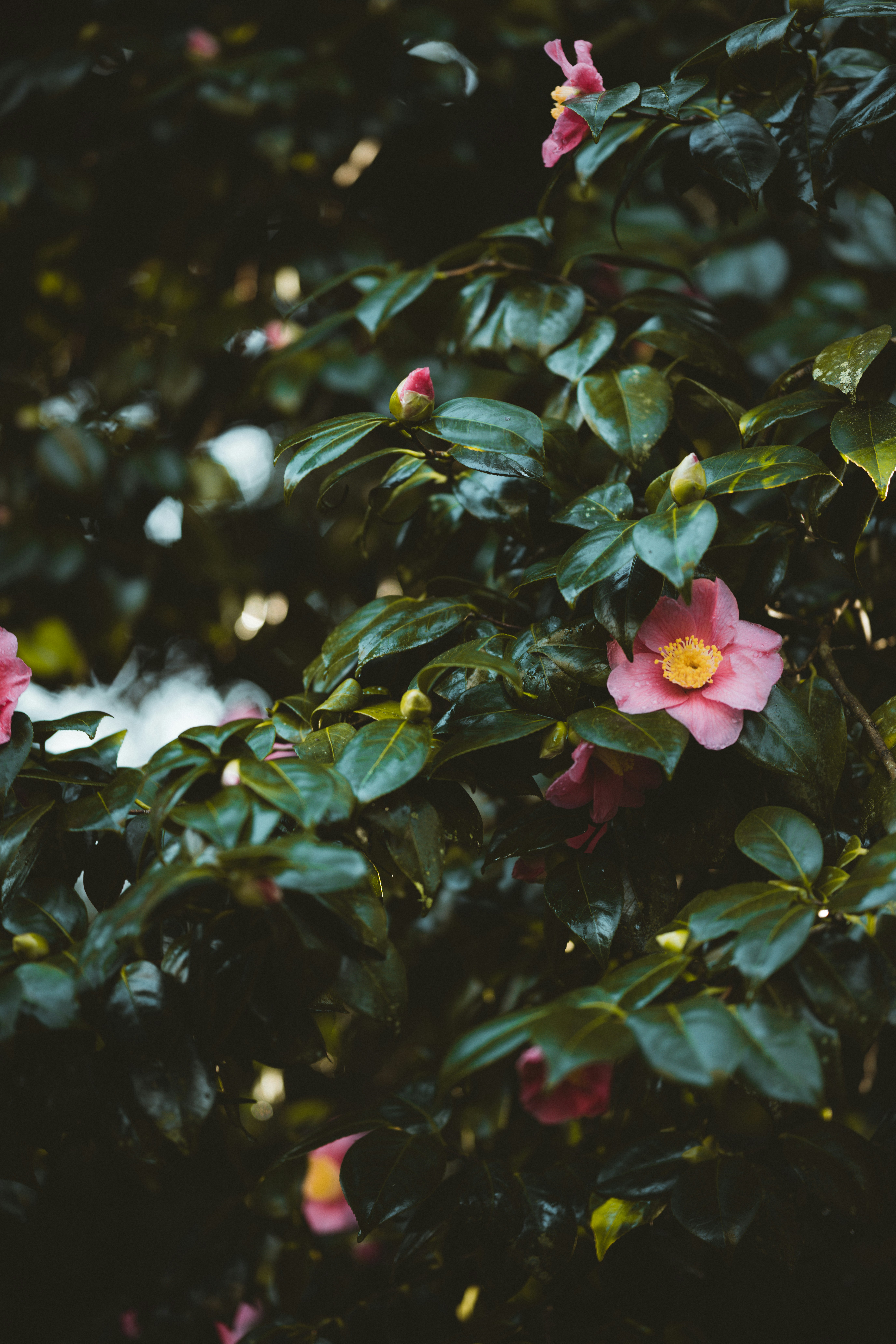 Photo by anniespratt